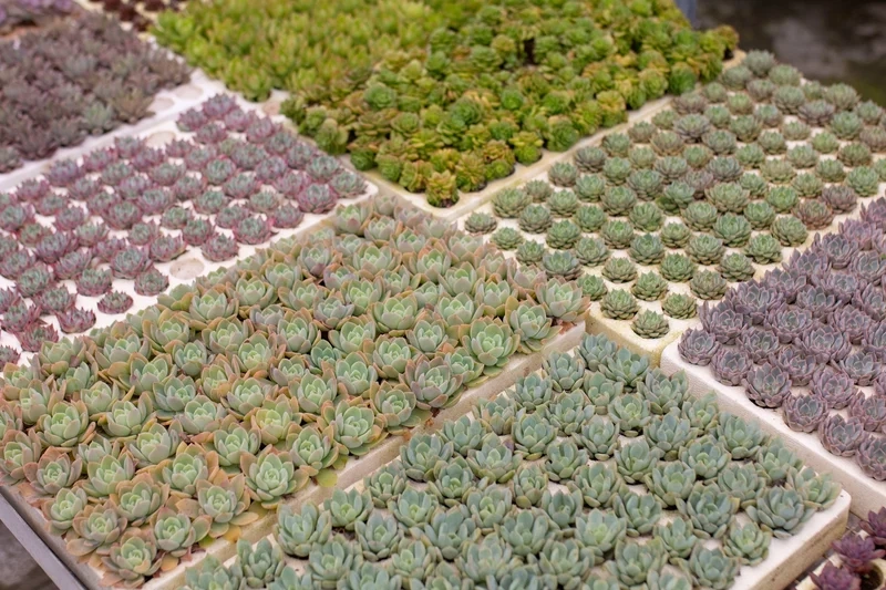 Chăm sóc dễ dàng với vườn sen đá dễ chăm