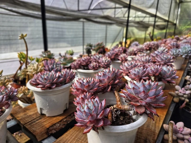 Trang trí nhà xinh hơn với vườn sen đá trang trí