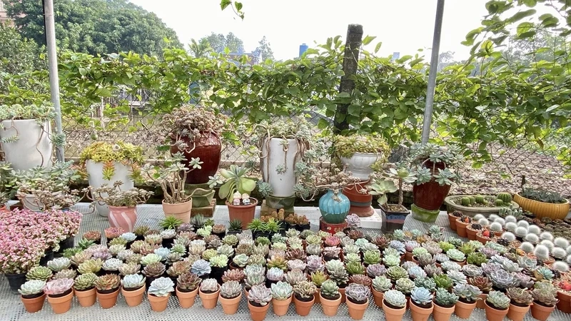 Chụp hình sống ảo cực chất với vườn sen đá chụp ảnh