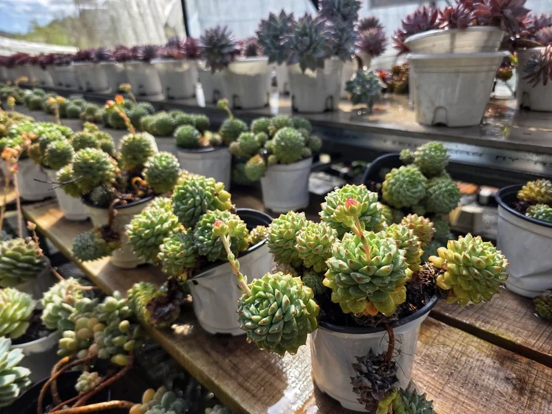 Lấy cảm hứng từ vườn sen đá pinterest cực đẹp