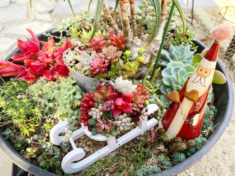 Ngắm từng chi tiết rõ nét với vườn sen đá hd