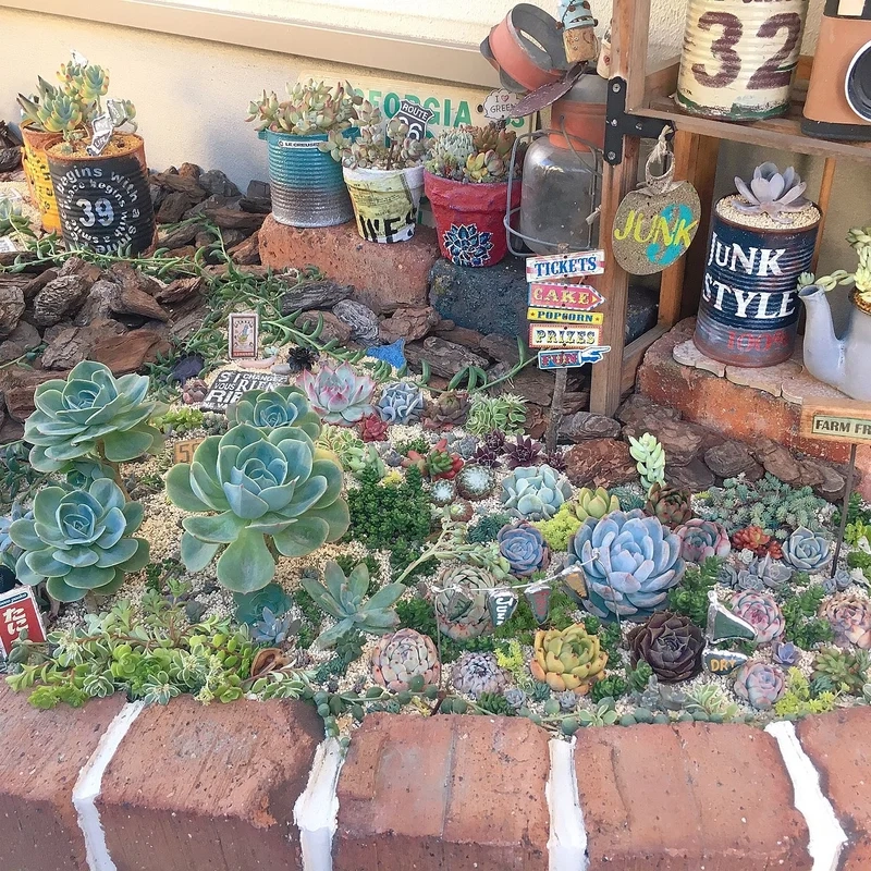 Chiêm ngưỡng vườn sen đá đẹp nhất để thấy thiên nhiên kỳ diệu