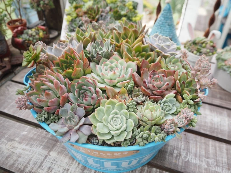 Vườn sen đá là gì và lý do nhiều người say mê