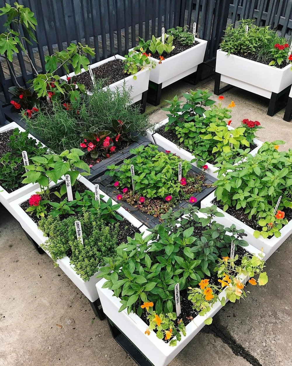 Vẻ đẹp lãng tử của vườn treo trên mái đón gió tự nhiên