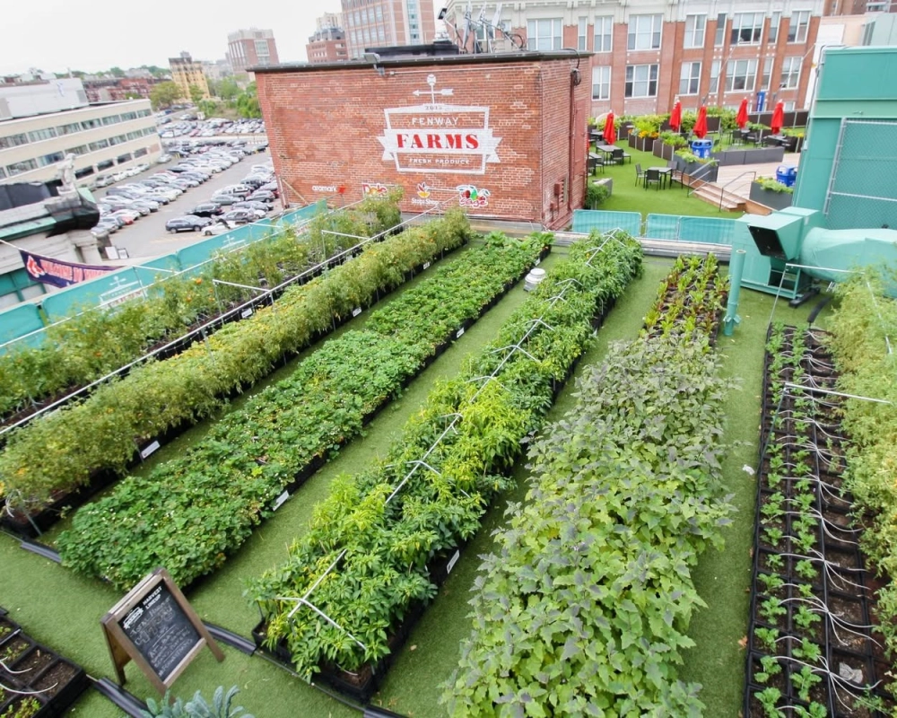 Sáng tạo vườn trên mái kết hợp pin mặt trời tiết kiệm điện