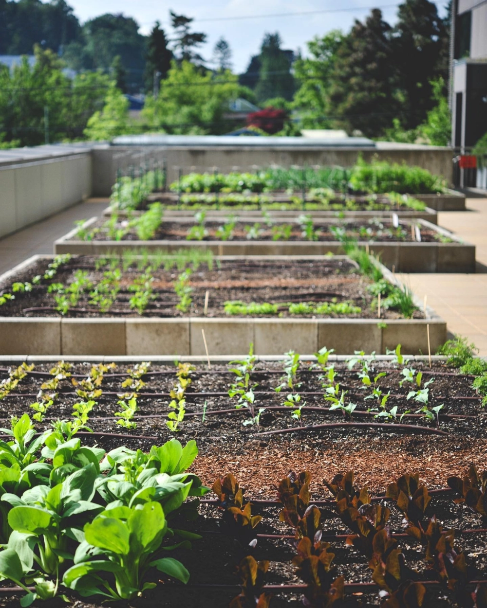 Mô hình vườn trên mái trồng rau sạch cung cấp thực phẩm gia đình