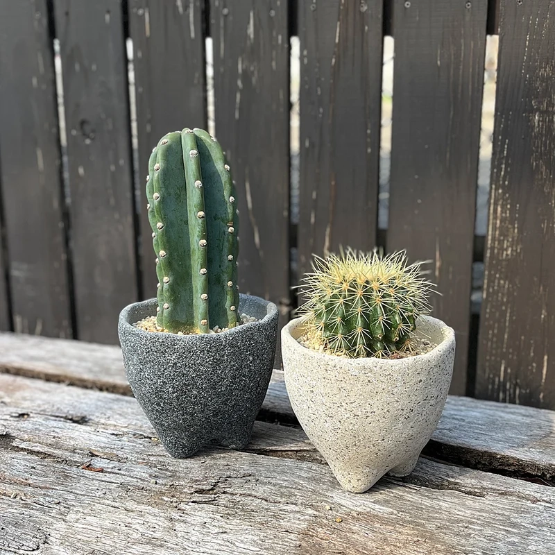 Sưu tầm ảnh xương rồng cực xinh và độc đáo