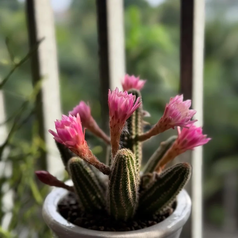 Trang trí nhà xinh với xương rồng cảnh