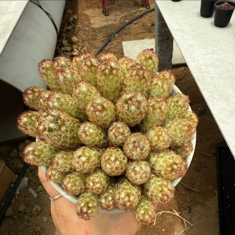 Thêm xanh cho không gian với xương rồng decor