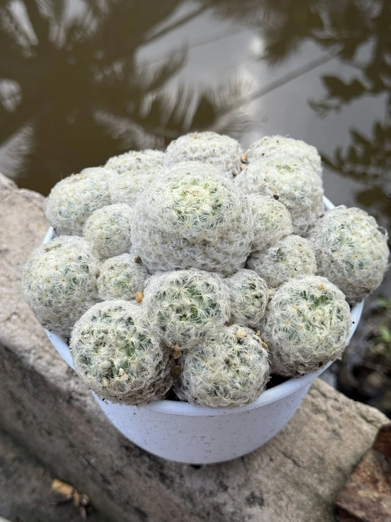 Khám phá xương rồng đà lạt cực nổi bật