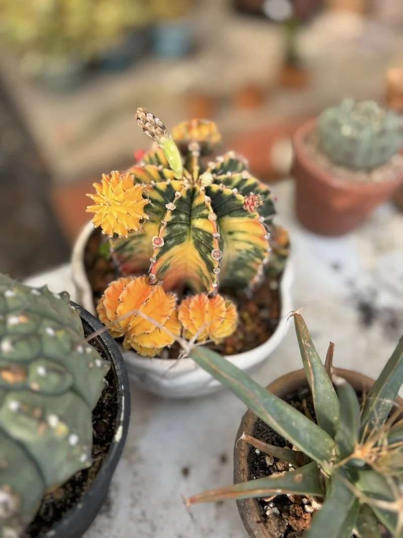 Trồng xanh ngoài sân với xương rồng ngoài trời