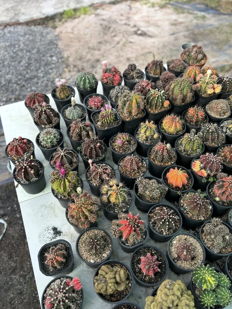 Mang may mắn vào nhà nhờ xương rồng phong thủy