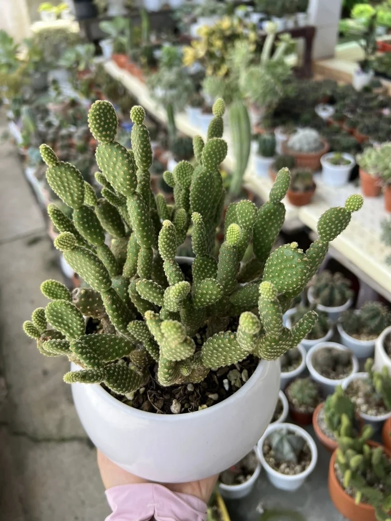 Khám phá xương rồng nhiều loại đa dạng