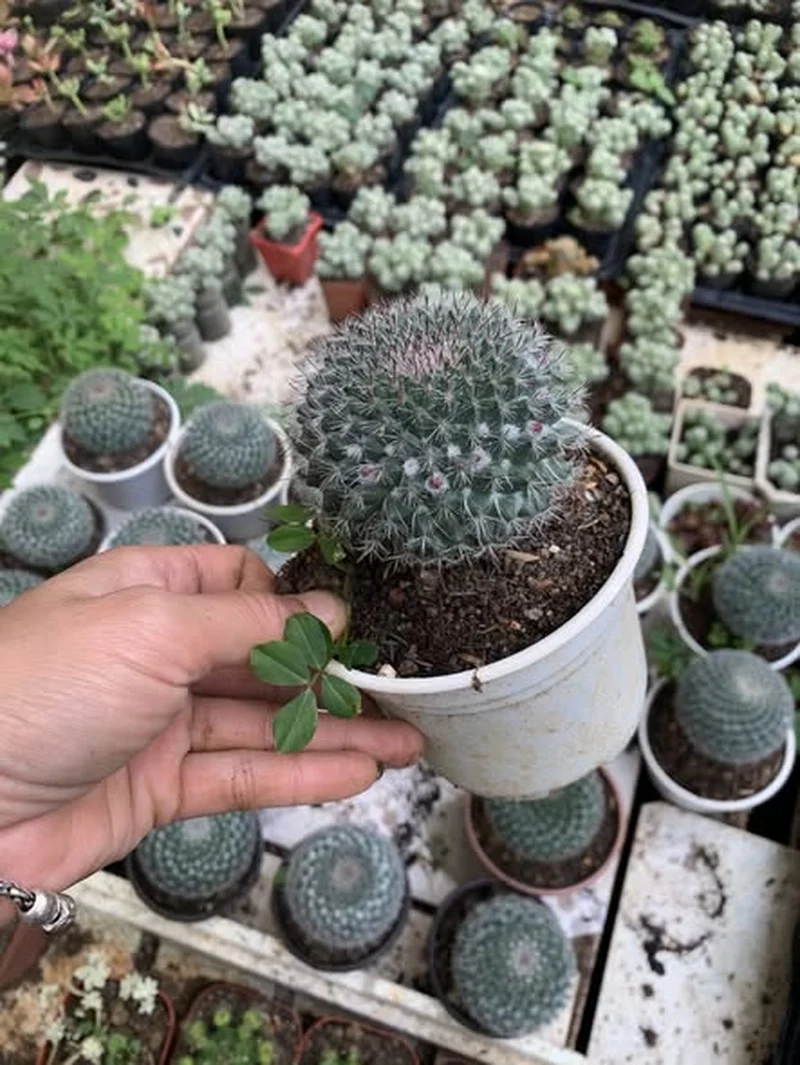 Ngắm xương rồng độc lạ siêu thu hút