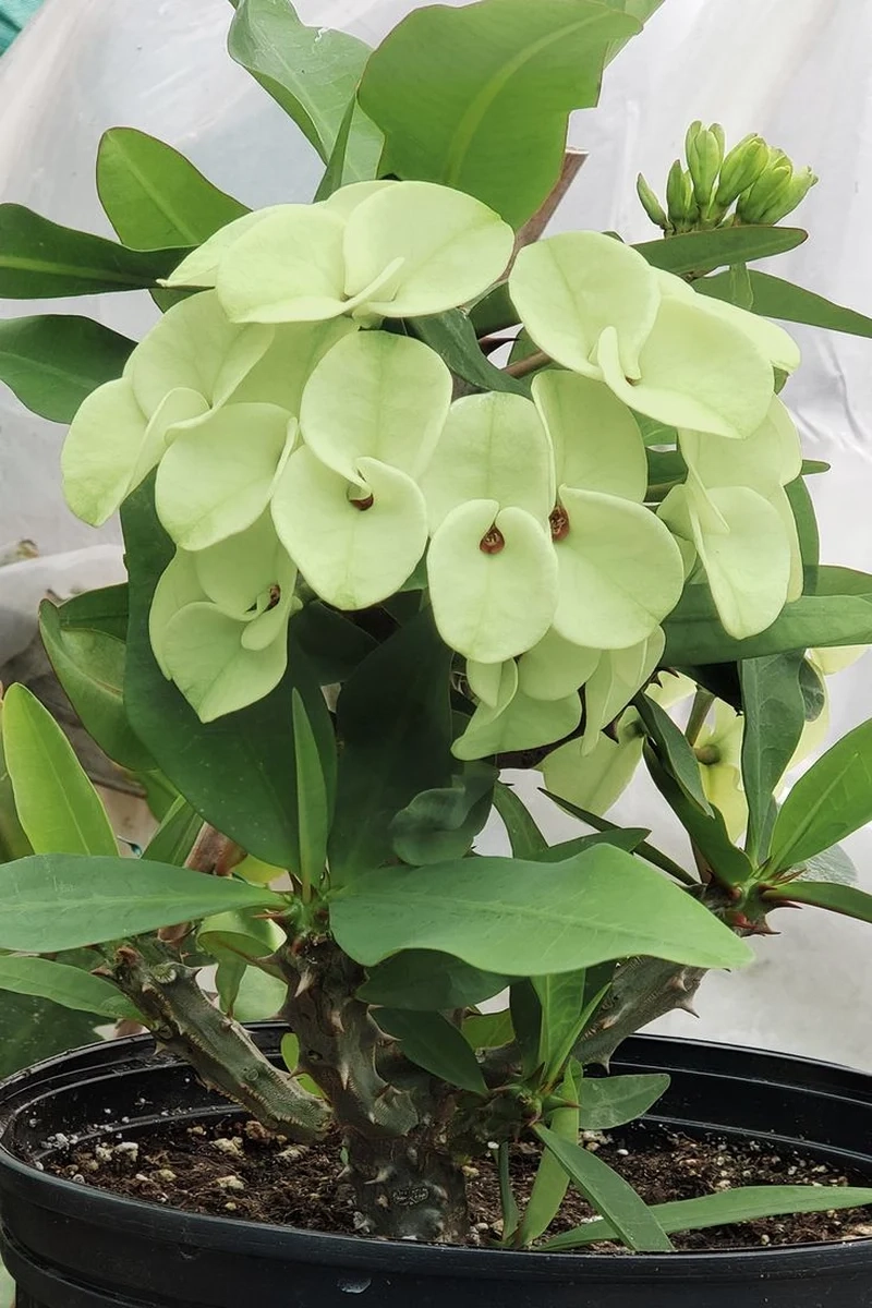 Ngắm xương rồng bát tiên đẹp cho góc sống xanh