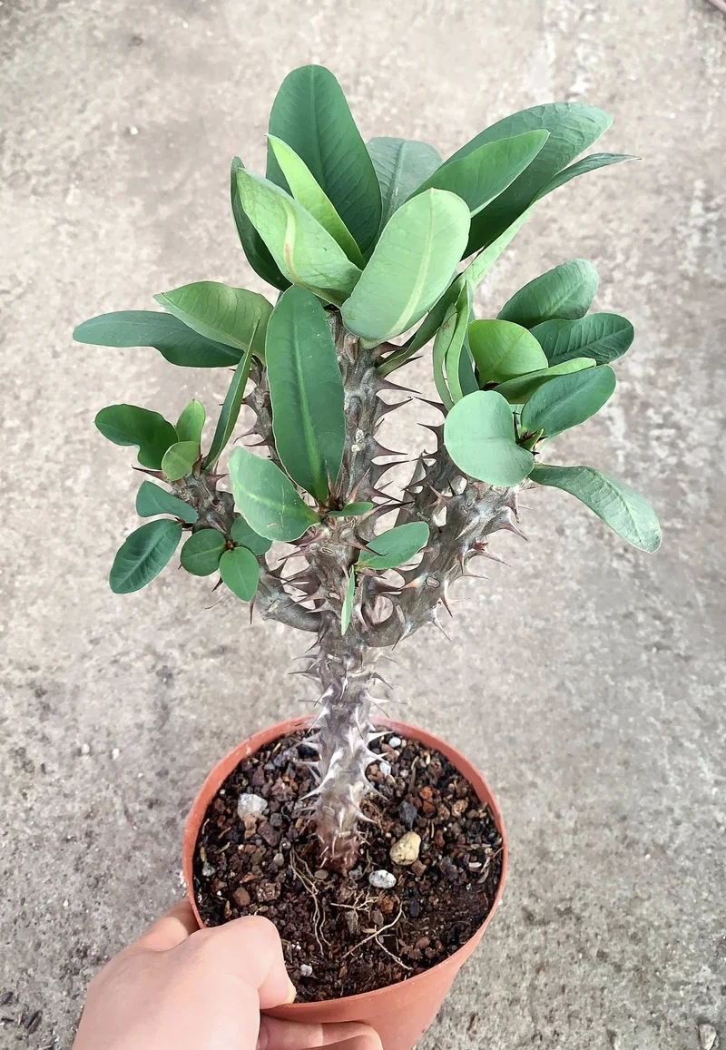 Mang may mắn vào nhà với xương rồng bát tiên phong thủy