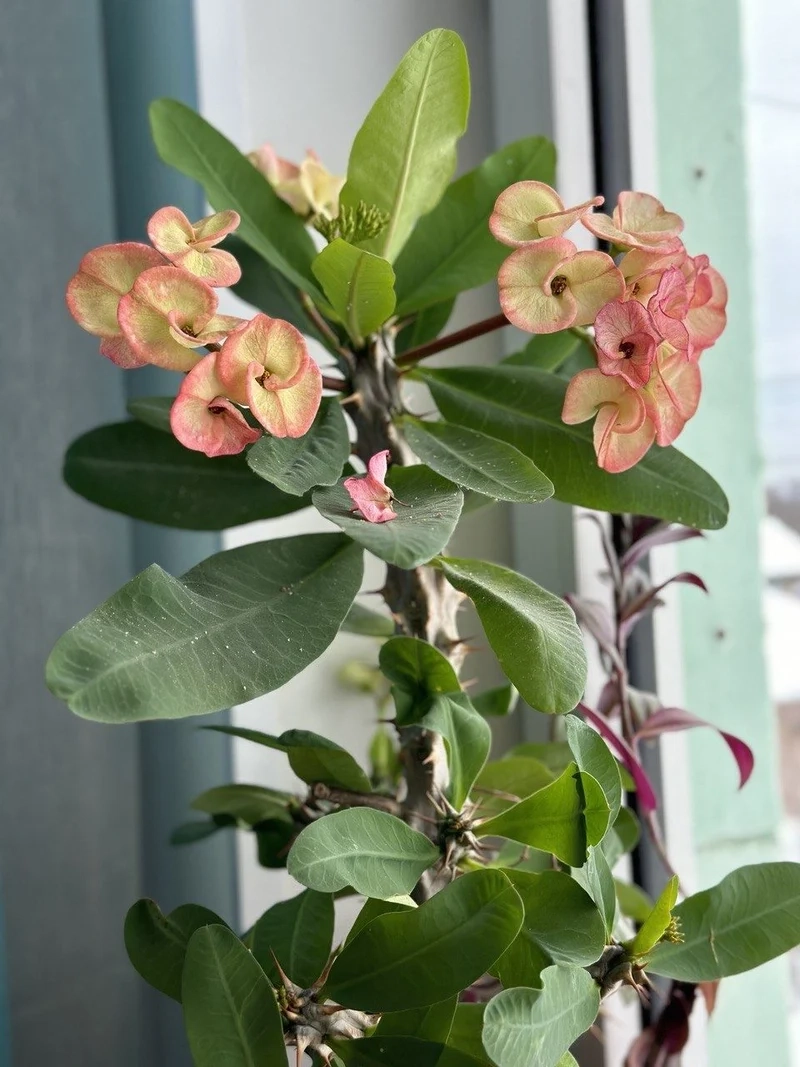 Trang trí nhà xinh với xương rồng bát tiên trang trí