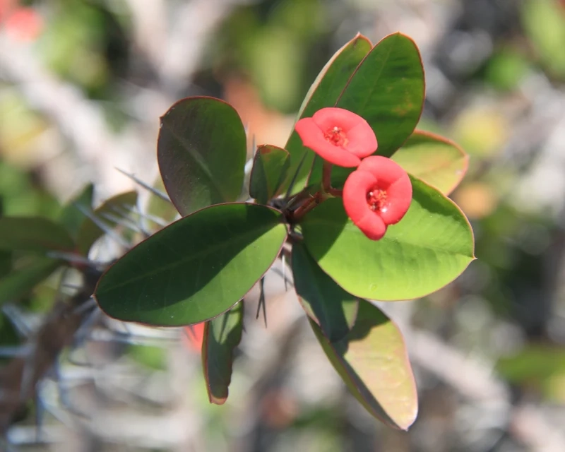 Biến không gian sống với xương rồng bát tiên cảnh