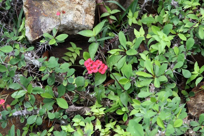 Ngắm xương rồng bát tiên đà lạt cực xinh