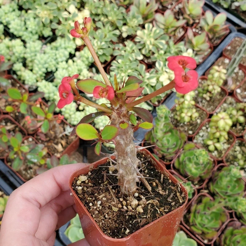 Ngắm chi tiết sắc nét với xương rồng bát tiên hd