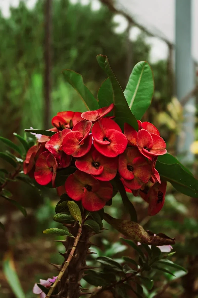 Hình ảnh sống động với xương rồng bát tiên 4k cực nét