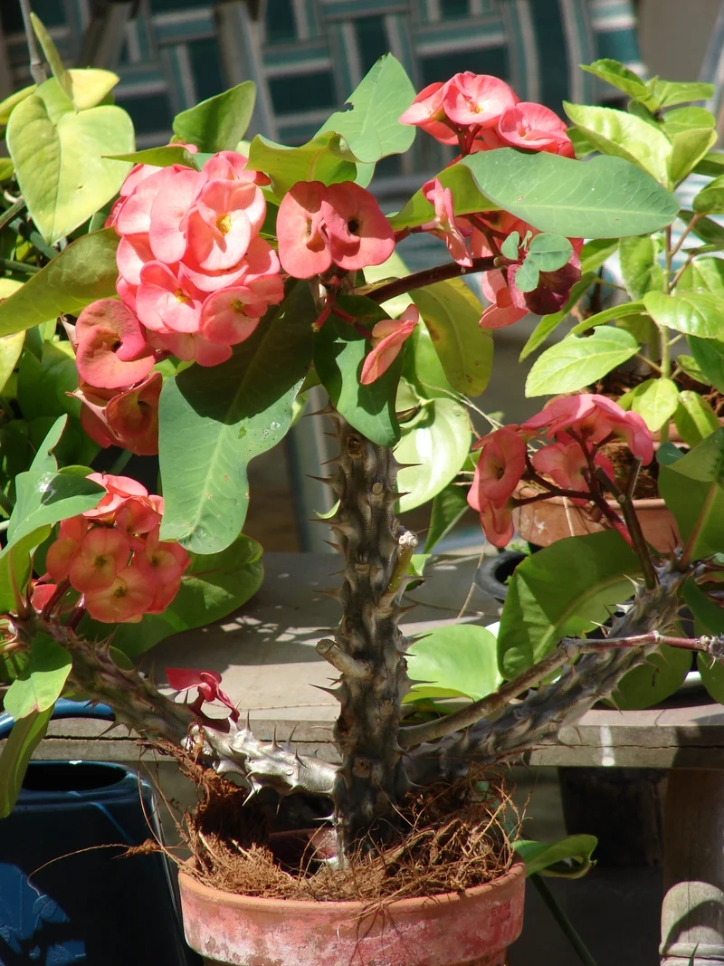 Tặng bạn bè xương rồng bát tiên làm quà ý nghĩa