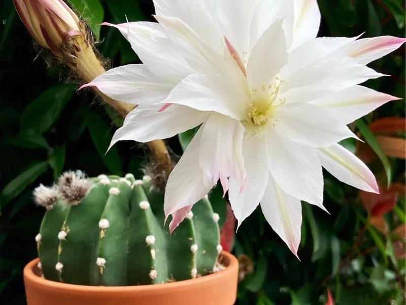 Nghệ thuật tuyệt vời từ xương rồng nở hoa nghệ thuật