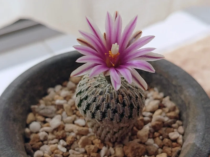 Rực rỡ sắc màu nhờ xương rồng nở hoa màu đẹp