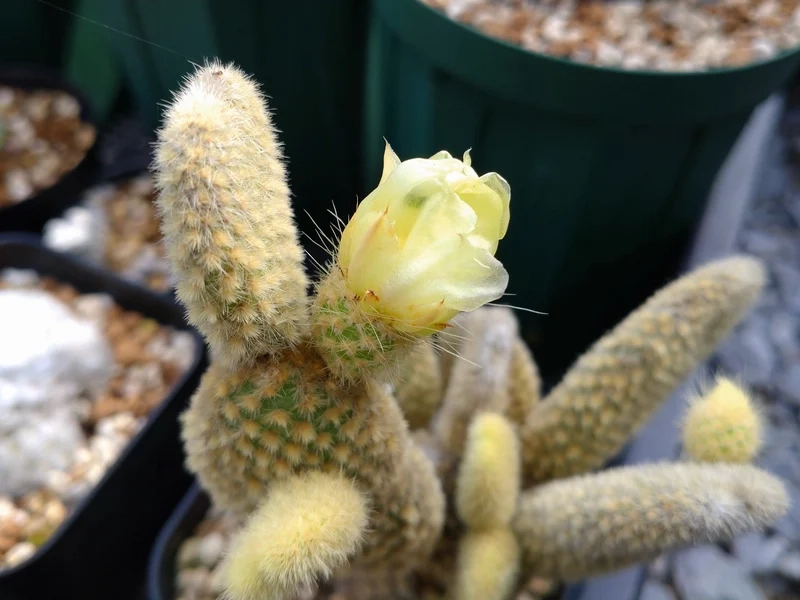 Ngắm hiếm gặp với xương rồng nở hoa hiếm gặp