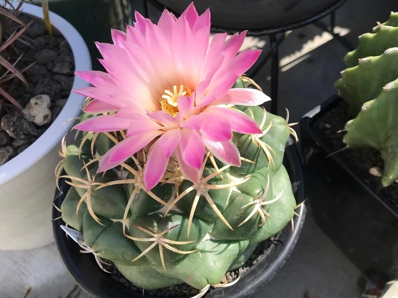 Trồng ngoài trời xinh xắn nhờ xương rồng nở hoa ngoài trời