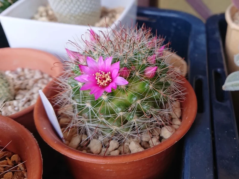 Thưởng thức vẻ đẹp Đà Lạt với xương rồng nở hoa đà lạt