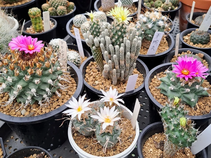 Sưu tầm độc đáo nhờ xương rồng nở hoa sưu tầm