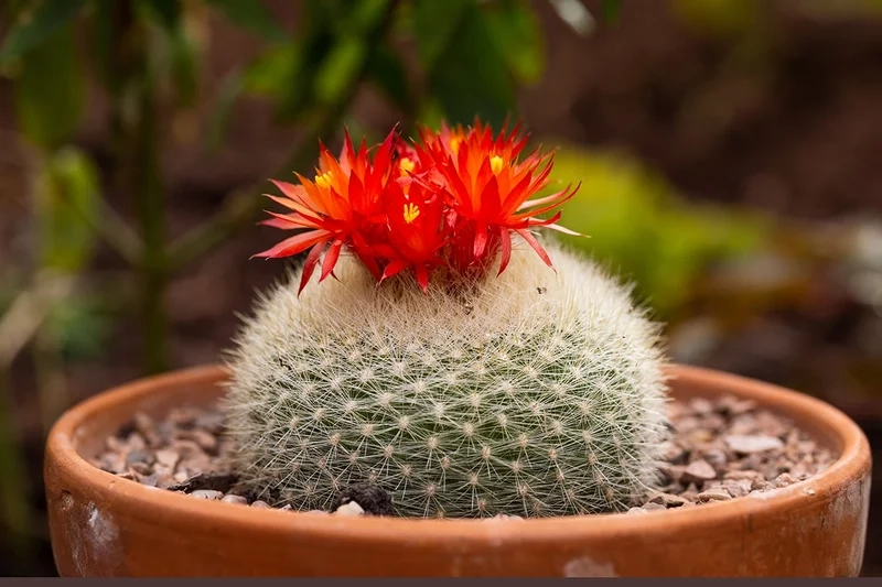 Chia sẻ ngay trên mạng xã hội nhờ xương rồng nở hoa instagram