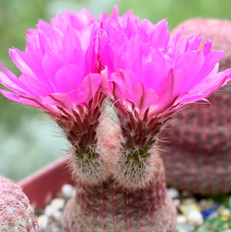 Ngắm chi tiết sống động với xương rồng nở hoa 4k