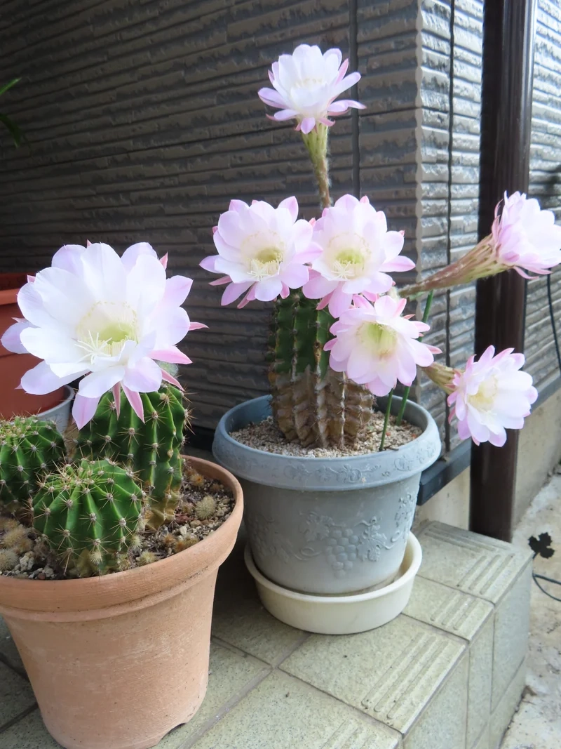 Trang trí không gian xinh nhờ xương rồng nở hoa trang trí