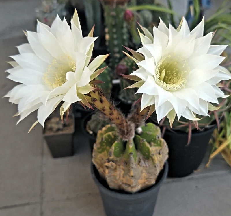 Xương rồng nở hoa là gì và ý nghĩa đặc biệt