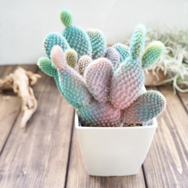 Nuôi dễ dàng xương rồng tai thỏ dễ chăm tại nhà