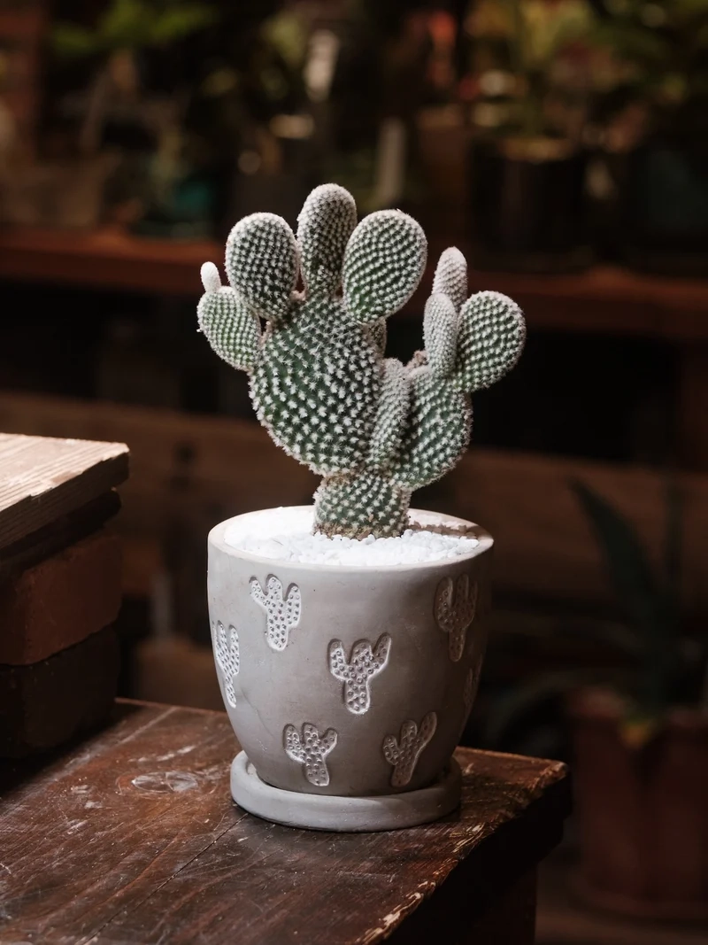 Trang trí nhà xinh với xương rồng tai thỏ cảnh