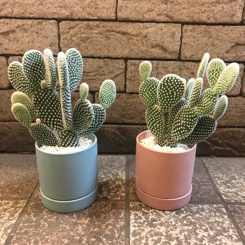 Khám phá xương rồng tai thỏ độc lạ cực ấn tượng