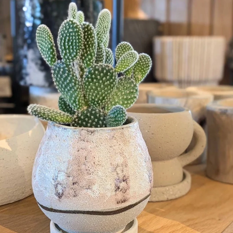 Mang may mắn vào nhà nhờ xương rồng tai thỏ phong thủy