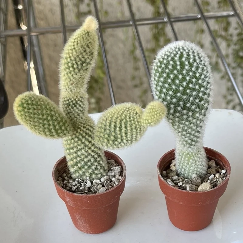 Xương rồng Tai Thỏ là gì và nét đặc biệt