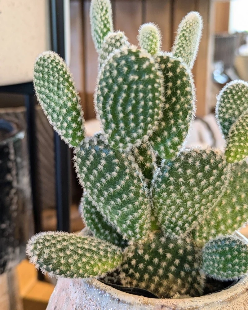 Chia sẻ hình xinh trên xương rồng tai thỏ instagram