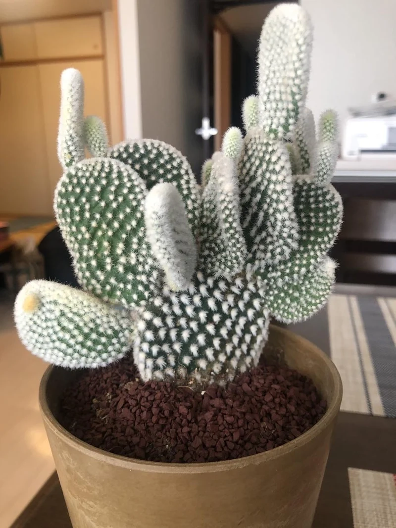 Hình ảnh sống động với xương rồng tai thỏ 4k cực nét