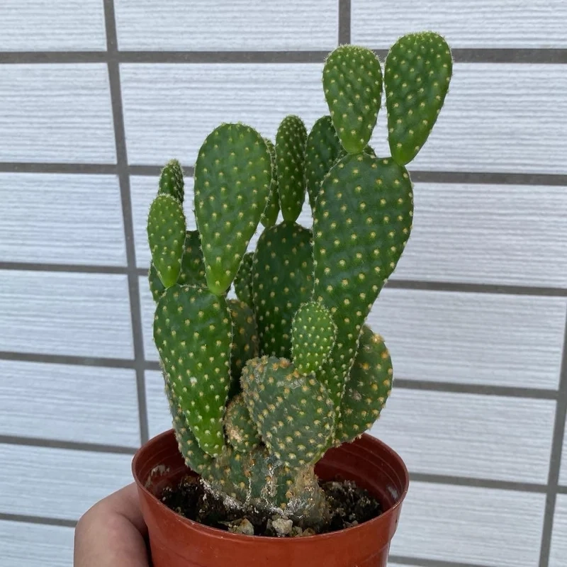 Khám phá xương rồng tai thỏ đà lạt cực xinh