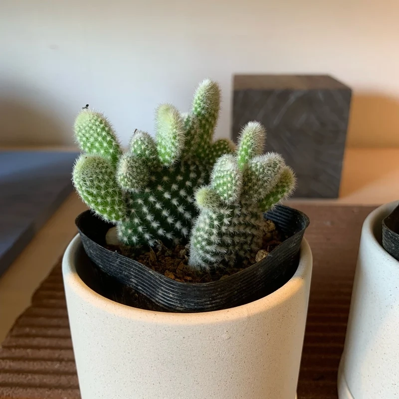 Tặng bạn bè xương rồng tai thỏ làm quà ý nghĩa