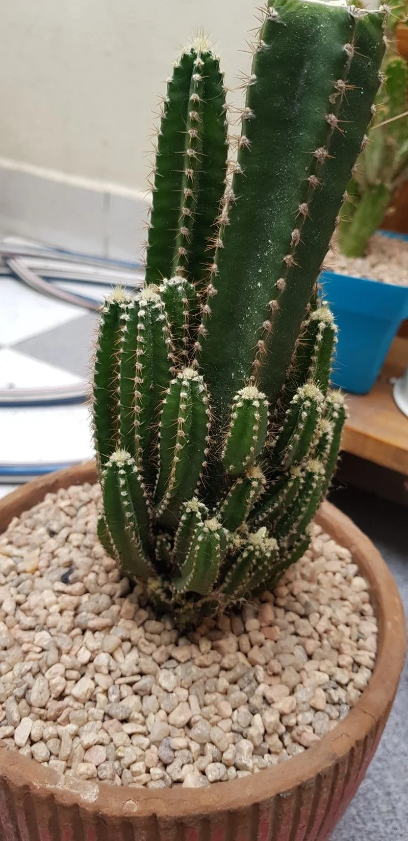 Thưởng thức ảnh xương rồng thanh sơn sắc nét tuyệt vời