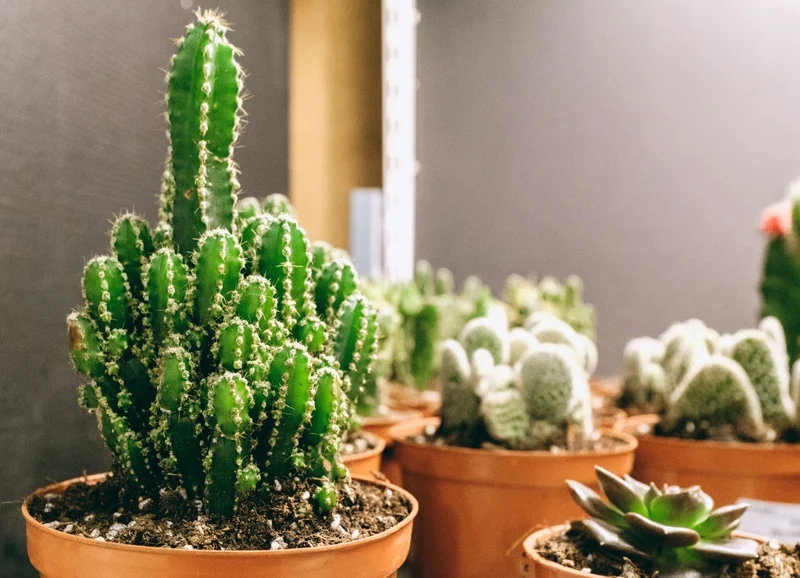 Trang trí không gian xanh nhờ xương rồng thanh sơn trang trí