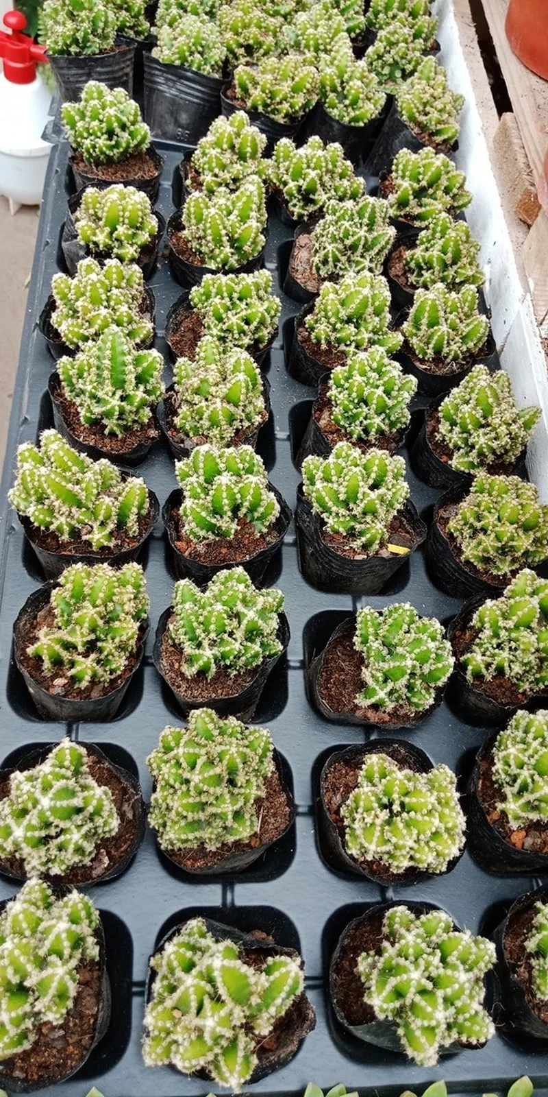 Mang may mắn vào nhà với xương rồng thanh sơn phong thủy