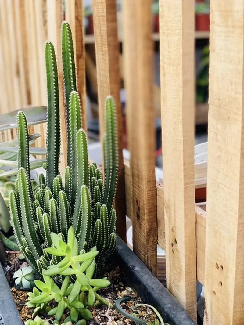 Thưởng thức vẻ tự nhiên của xương rồng Thanh Sơn đẹp tự nhiên