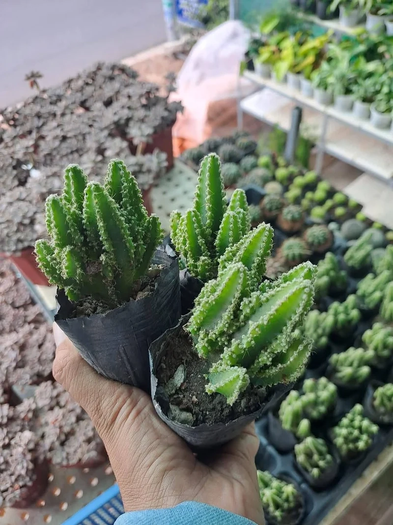 Trồng ngoài trời xinh xắn nhờ xương rồng thanh sơn ngoài trời